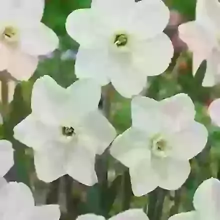 Dallas